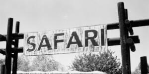 Marmaris At Safari: Doğanın Kalbinde Eşsiz Bir Deneyim